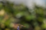 彩虹岛小草(彩虹岛小草的种子怎么收集？快来看看！)