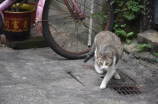 天河猎德村(探访天河猎德村：深入了解广州老城区的文化底蕴)